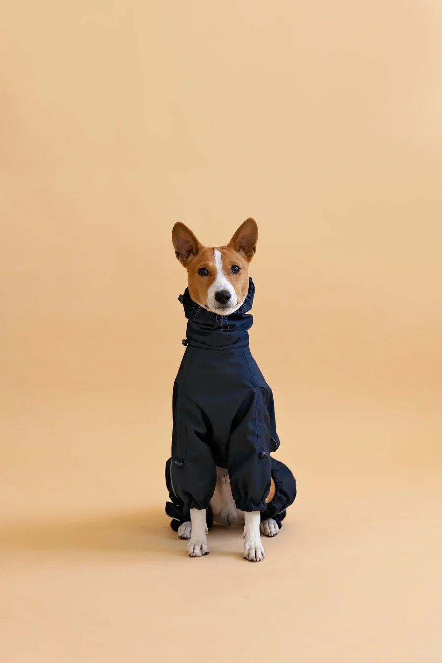 Basenji in black overall raincoat sitting and looking to you