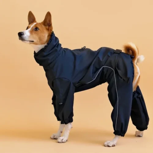 Basenji in black overall raincoat looking left up, side view