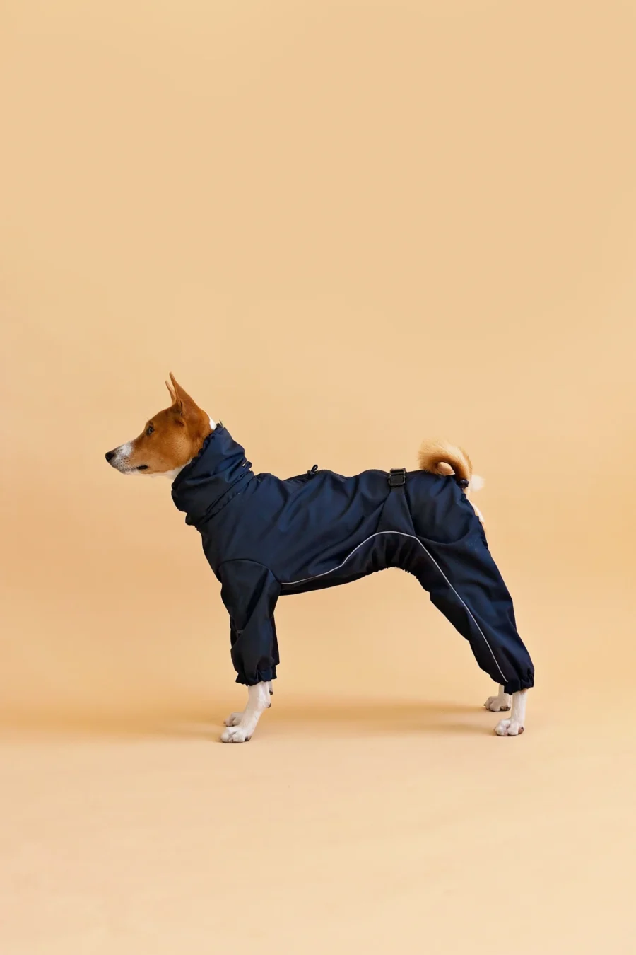 Basenji in black overall raincoat standing side