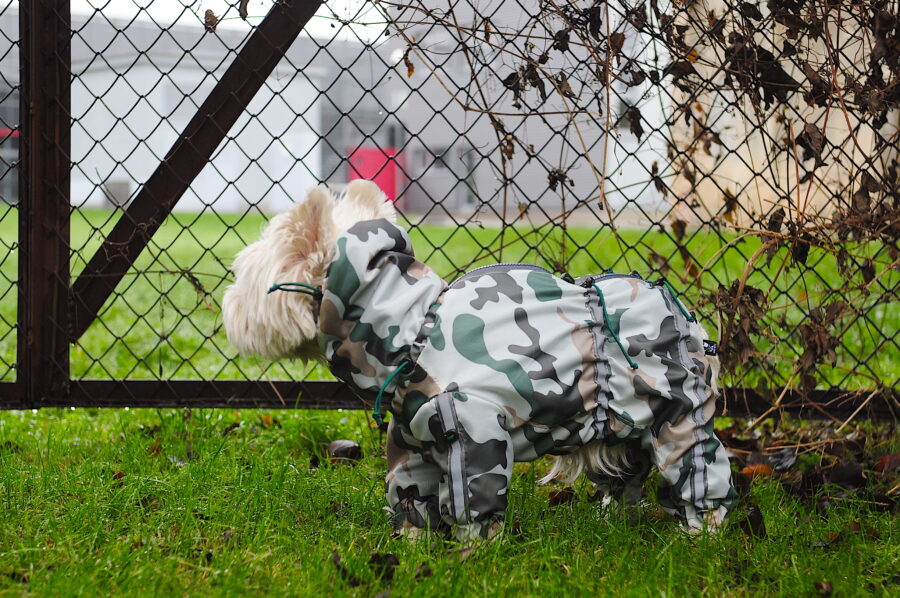 westie in a camouflage raincoat matches the surrounding