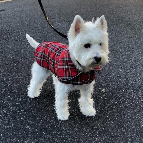 TOP product: Warm Plaid Dog Coat