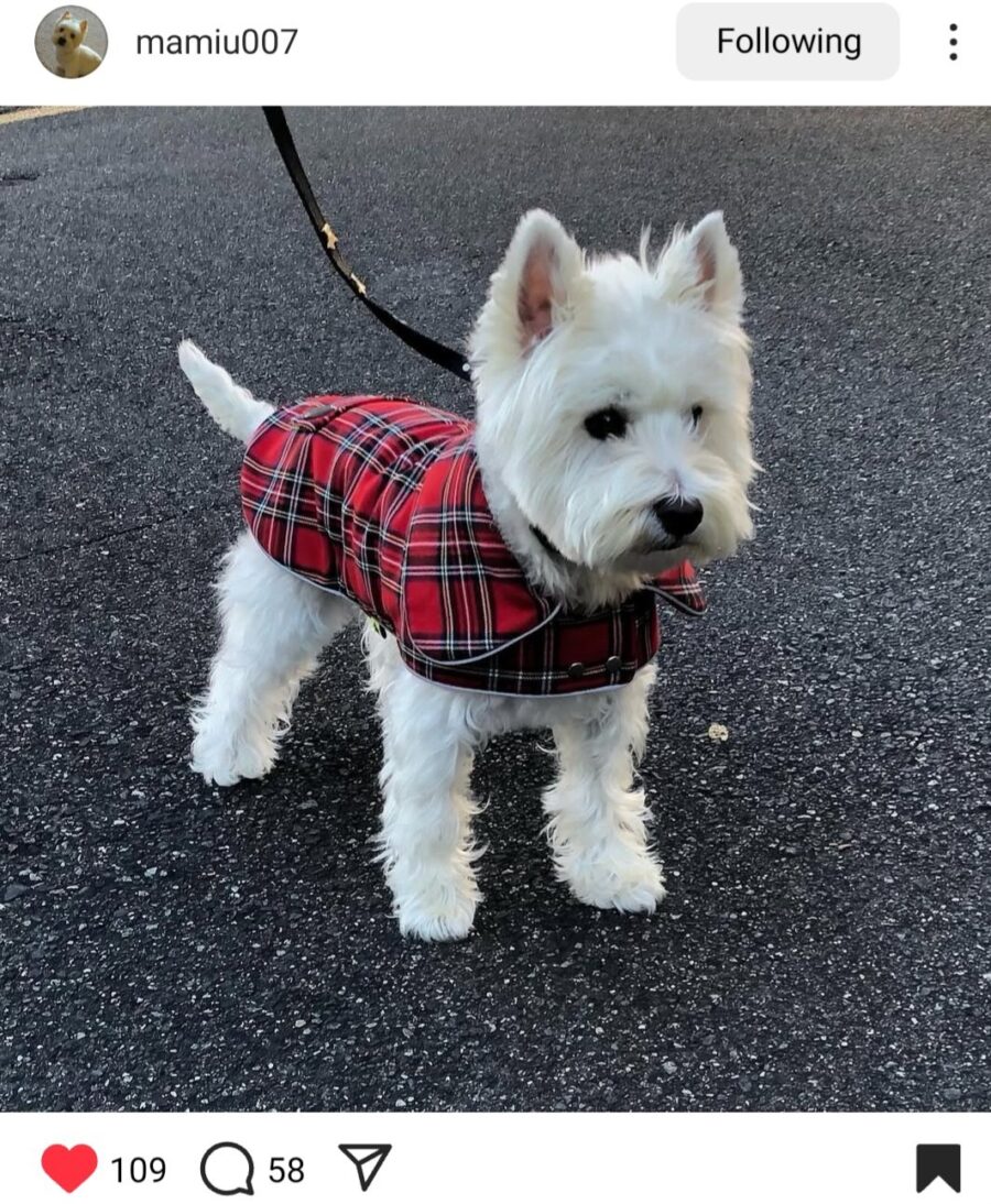 TOP product: Warm Plaid Dog Coat - Image 4