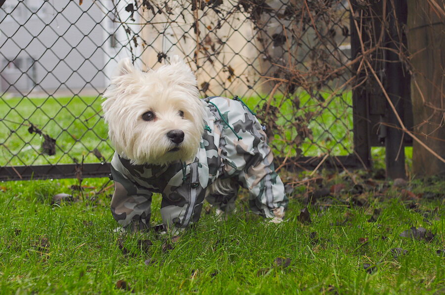 westie in a camouflage raincoat matches the surrounding