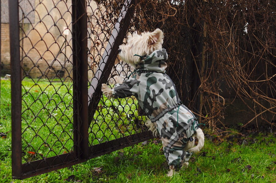 westie in a camouflage raincoat matches the surrounding