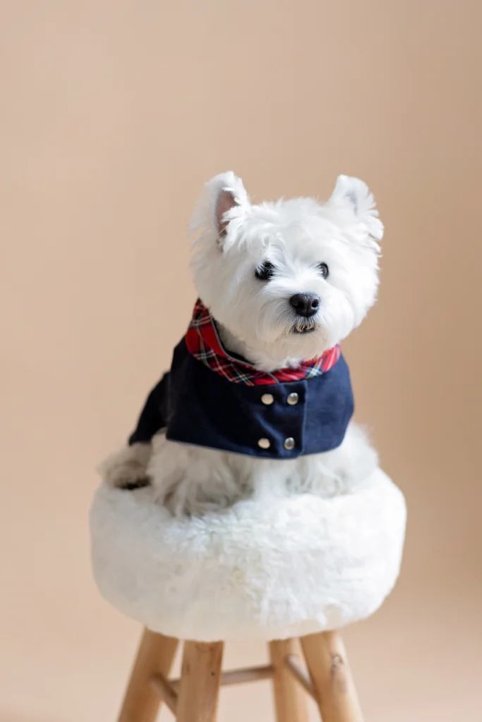 westie white dog stnading on white fur puff wearing navy jeans coat with plaid hood in beige background