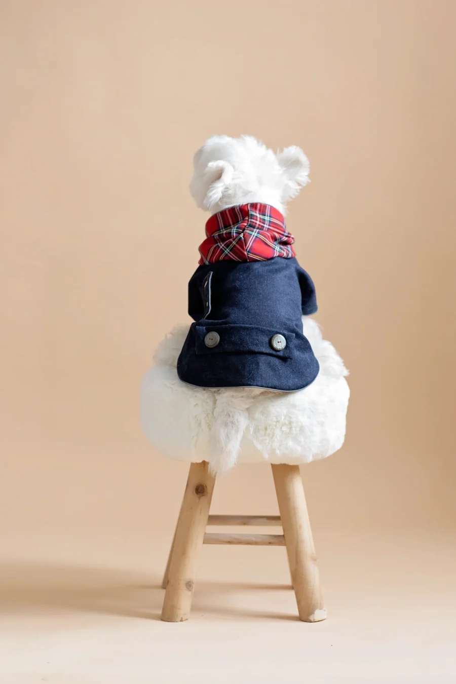 British Jeans Dog COAT with Plaid Hood or Collar - Image 2