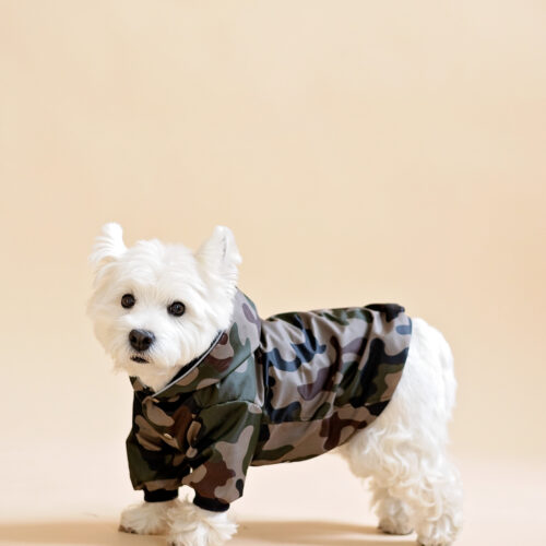 Westie sitting in beige background wearing camouflage jacket made by ciuciu