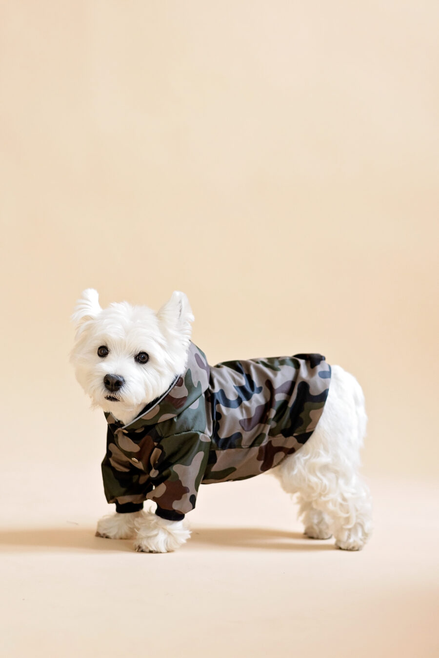 Westie sitting in beige background wearing camouflage jacket made by ciuciu