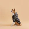 Basenji sitting in beige background wearing camouflage jacket made by ciuciu