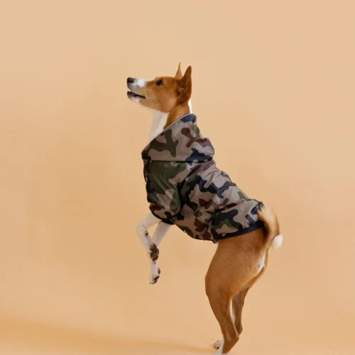 Basenji standing on two feet in beige background wearing camouflage jacket made by ciuciu