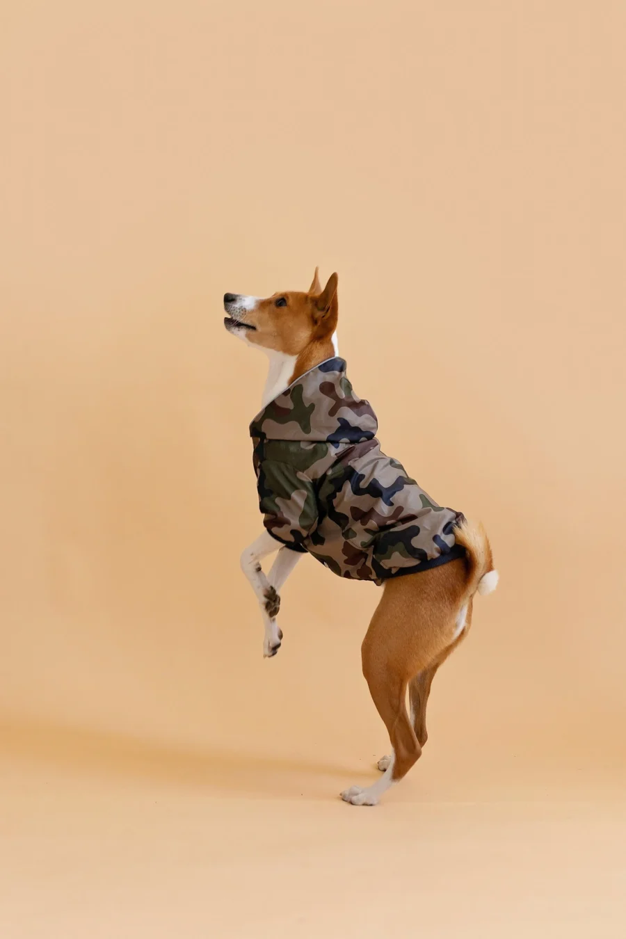 Basenji standing on two feet in beige background wearing camouflage jacket made by ciuciu