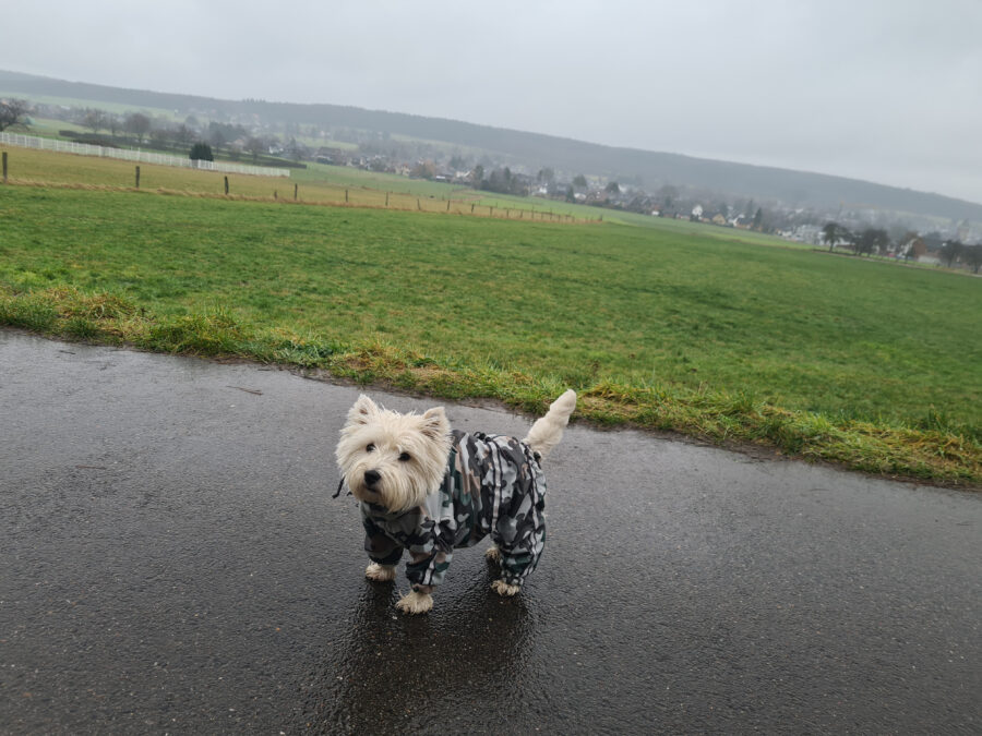 Westie dog wearing Camouflage dog raincoat ciuciu bestdograincoat