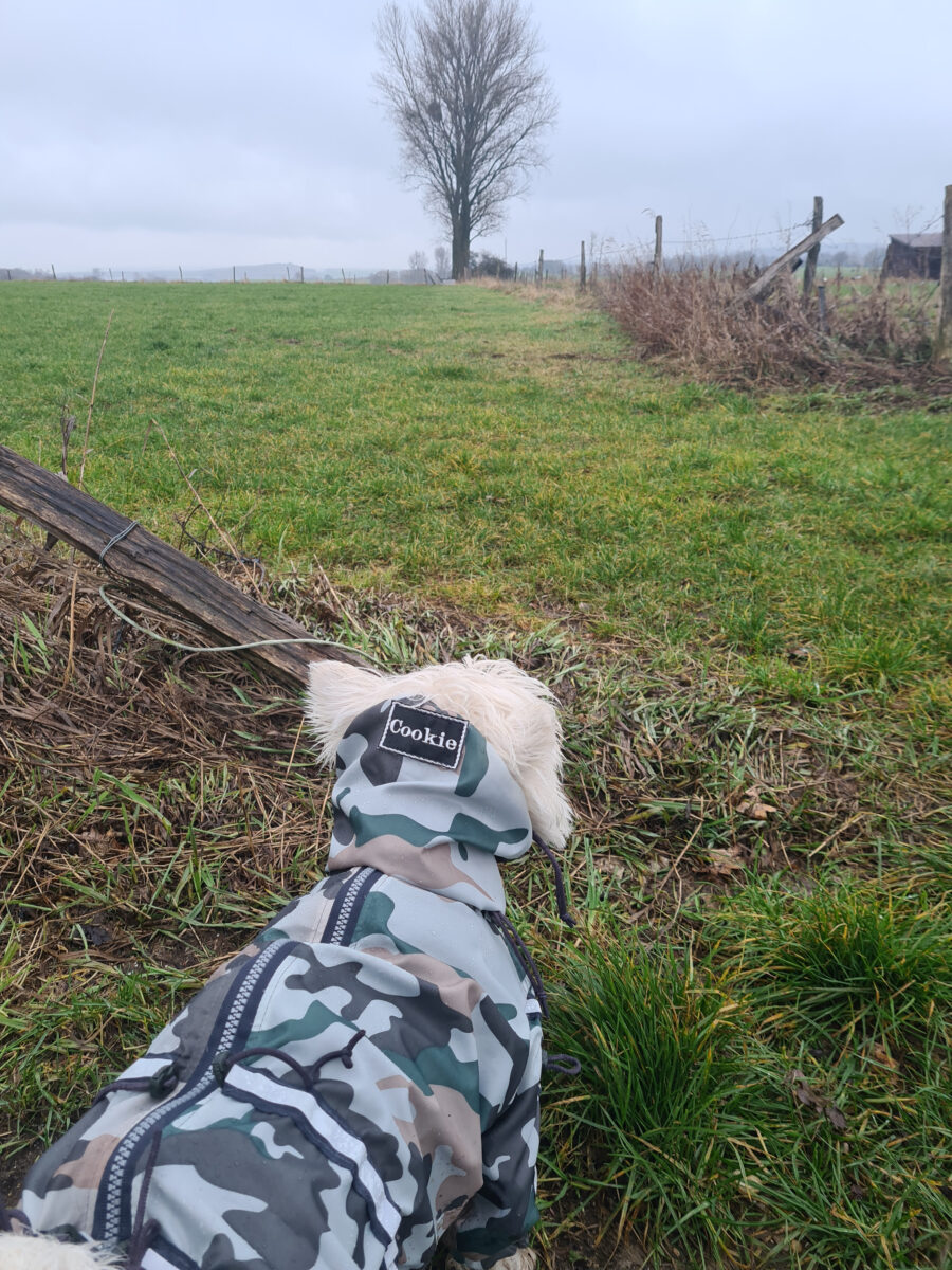 Westie dog wearing Camouflage dog raincoat ciuciu bestdograincoat