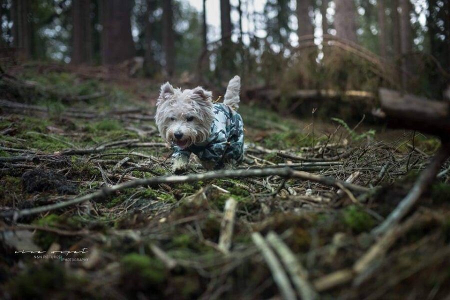 Westie dog wearing Camouflage dog raincoat ciuciu bestdograincoat. photo by NishaNala