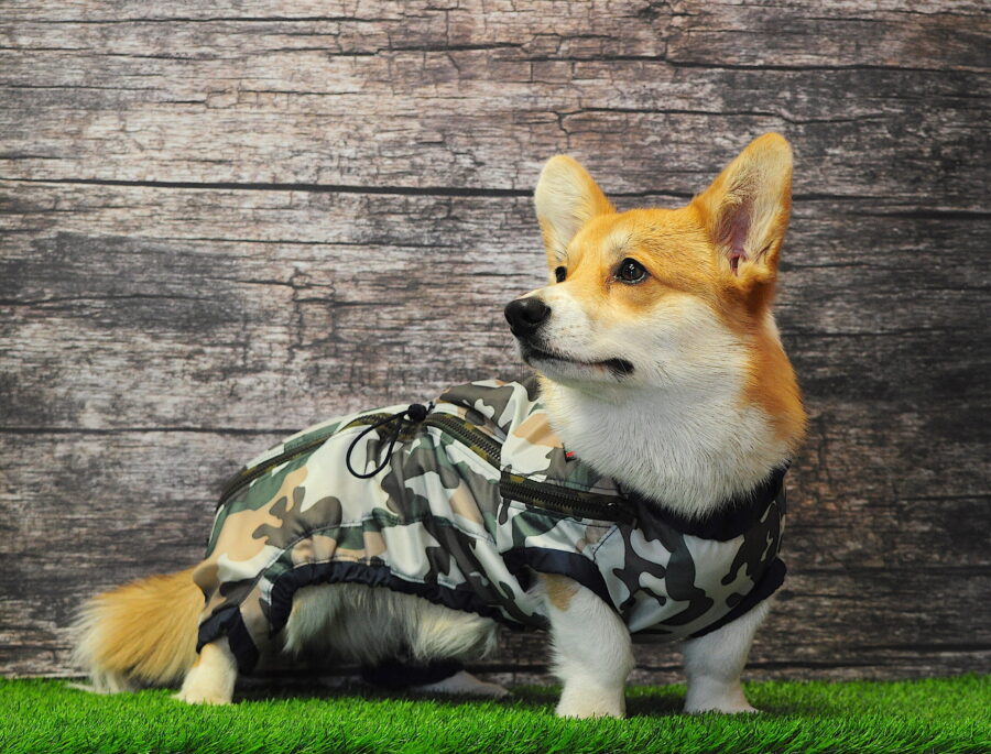 orange corgi in camouflage raincoat bestdograincoat