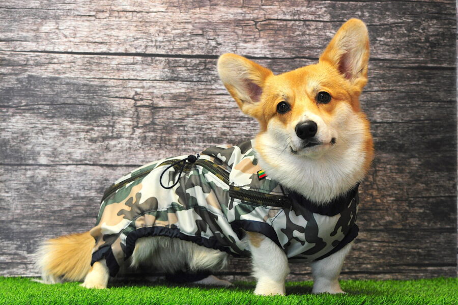 orange corgi in camouflage raincoat bestdograincoat