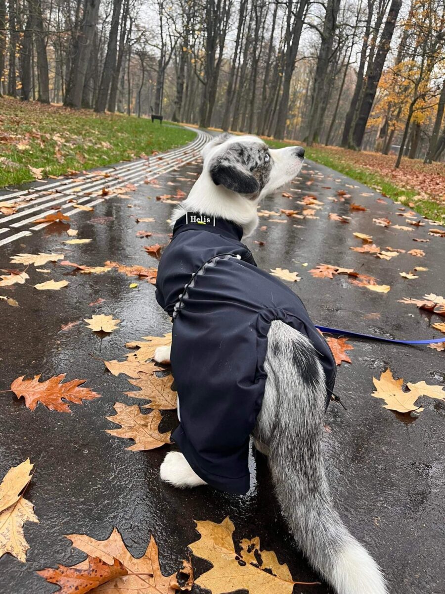 Corgi standing by side in the rain in the park wearing bestdograincoats.com black raincoat