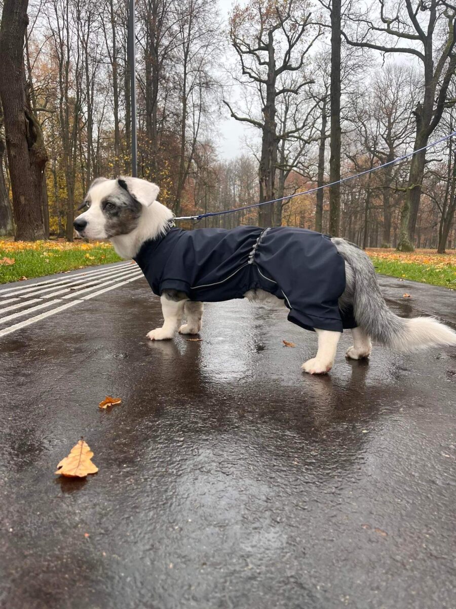 Corgi standing by side in the rain in the park wearing bestdograincoats.com black raincoat