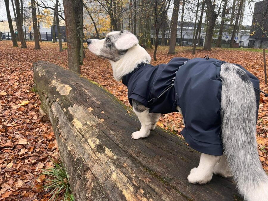 Corgi standing by side in the rain in the park wearing bestdograincoats.com black raincoat