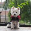 Jeans dog coat on a cute westie. Scottish details.