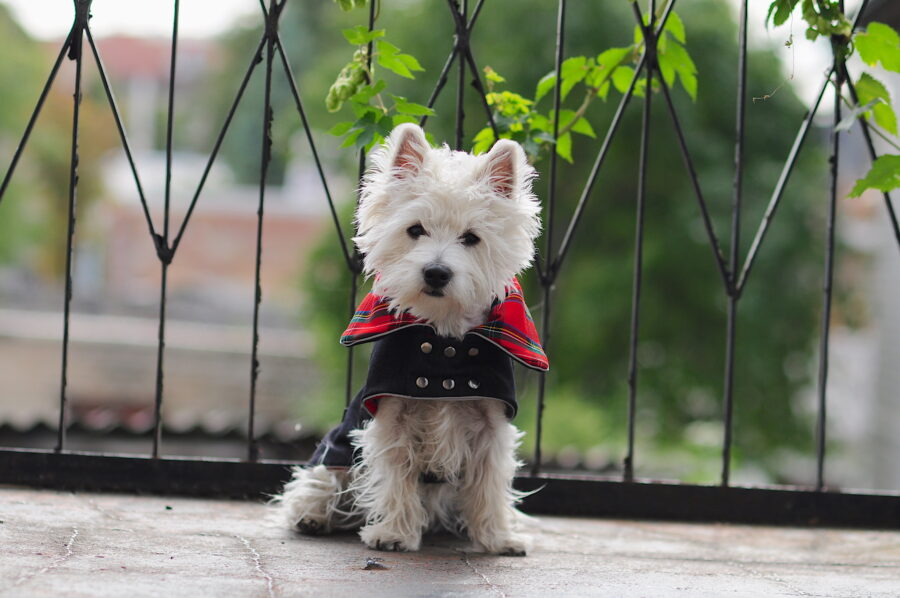 Jeans dog coat on a cute westie. Scottish details.