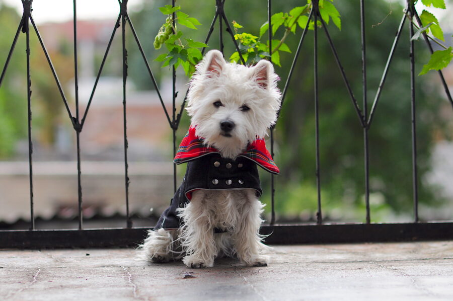 Jeans dog coat on a cute westie. Scottish details.