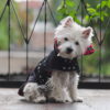 Jeans dog coat on a cute westie. Scottish details.