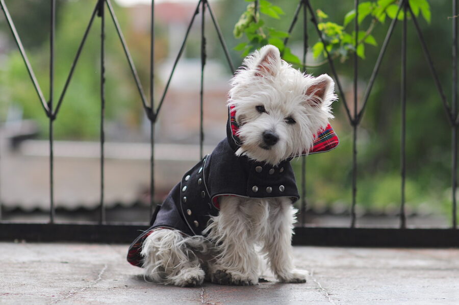 Jeans dog coat on a cute westie. Scottish details.