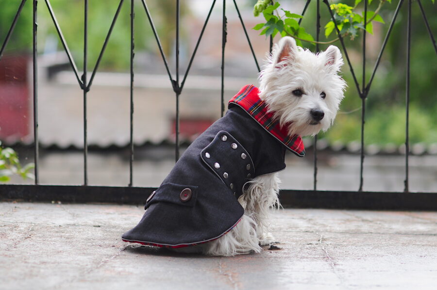 Jeans dog coat on a cute westie. Scottish details.