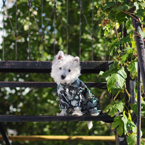 camouflage dog coat on a cute westie.