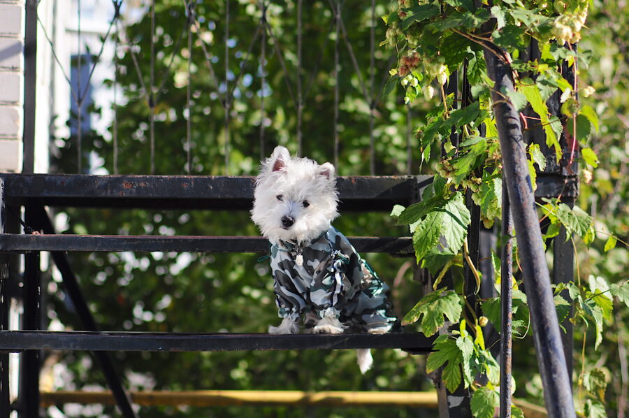 camouflage dog coat on a cute westie.