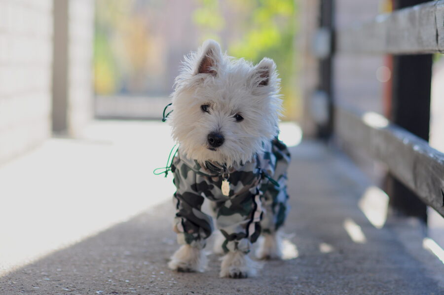 camouflage dog coat on a cute westie.