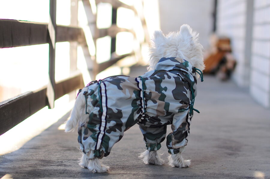 camouflage dog coat on a cute westie.