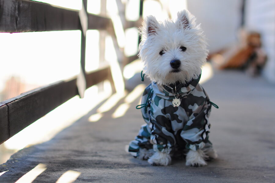 camouflage dog coat on a cute westie.