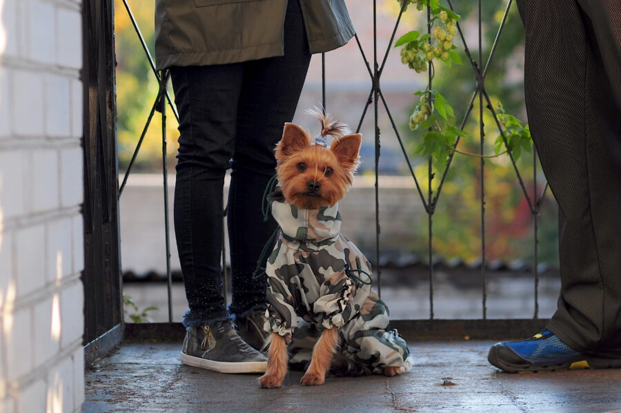 camouflage dog coat on a cute yorkie.