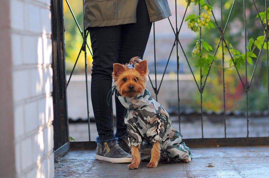 camouflage dog coat on a cute yorkie