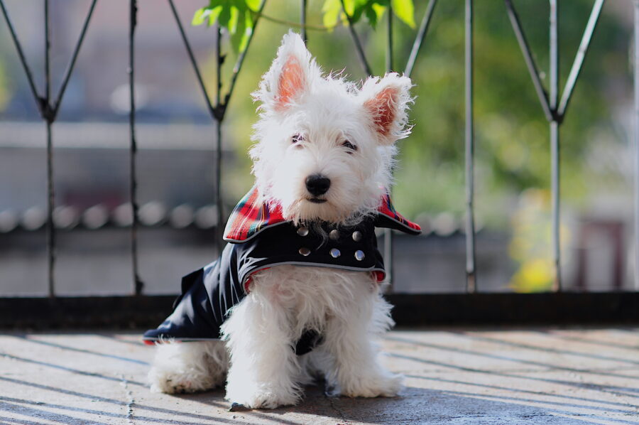 cute westie puppy in a scottish coat