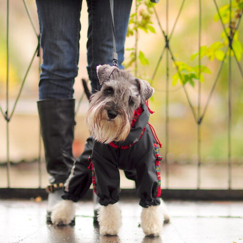 cute cvergsnautzer in a scottish raincoat