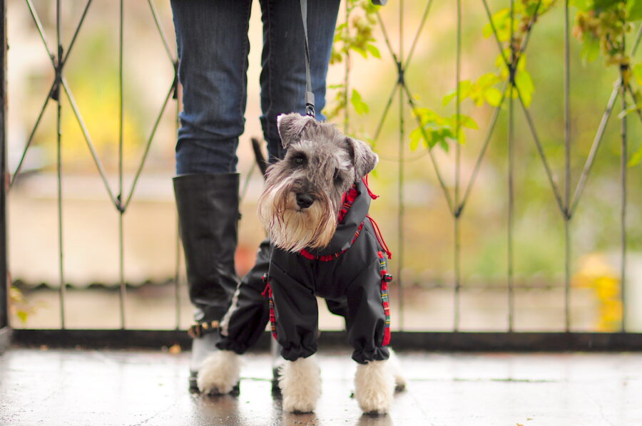 cute cvergsnautzer in a scottish raincoat