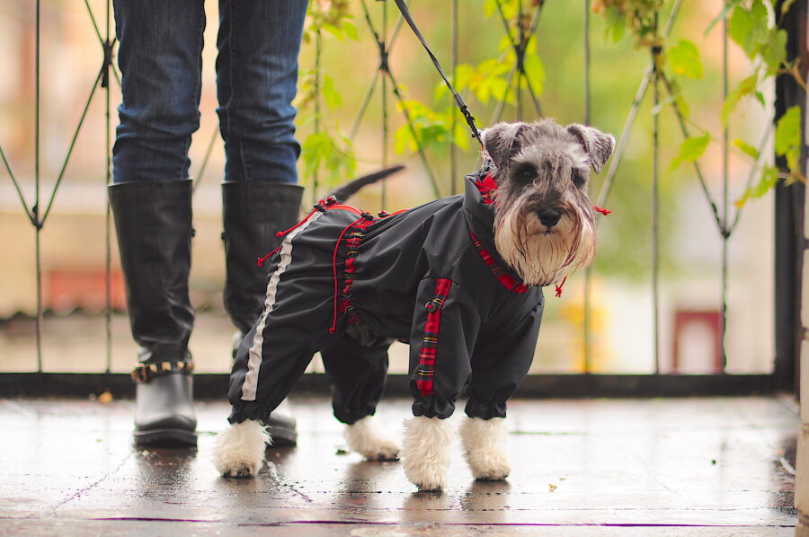 cute cvergsnautzer in a scottish raincoat