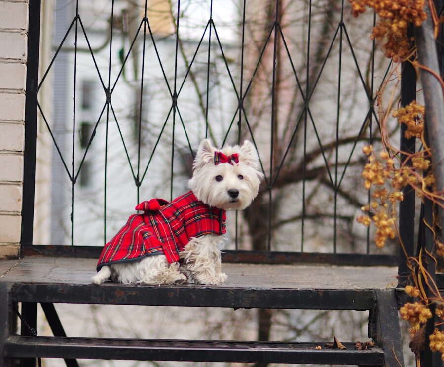 Westie in a scotish dress coat