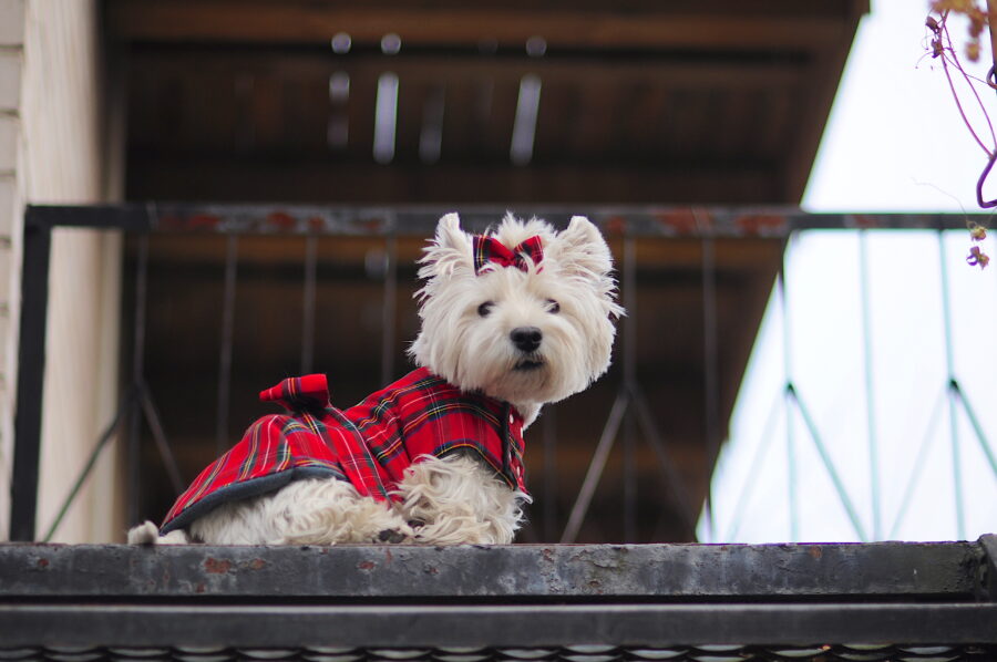 Westie in a scotish dress coat