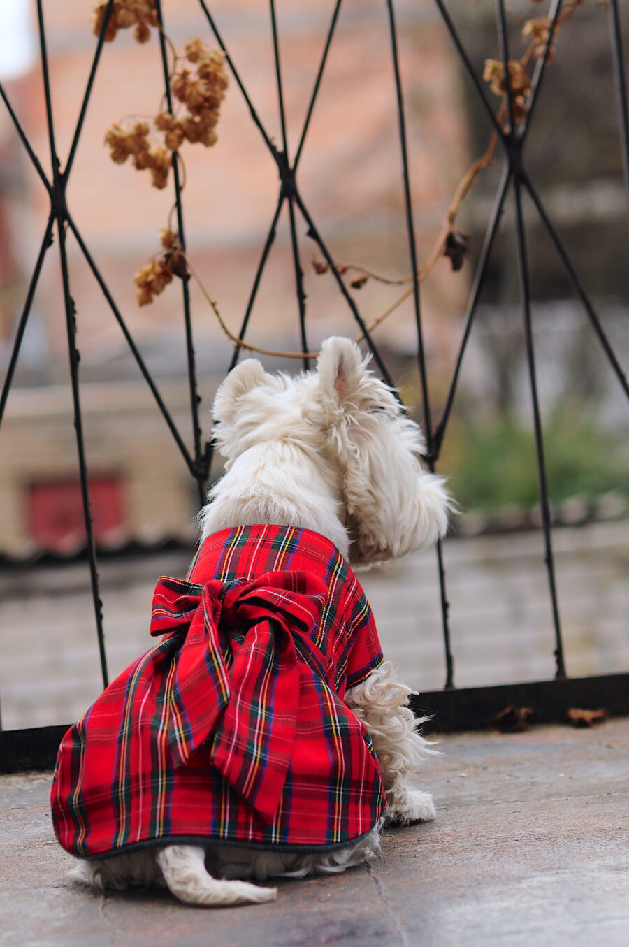 Westie in a scotish dress coat