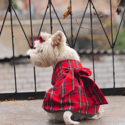 Westie in a scotish dress coat