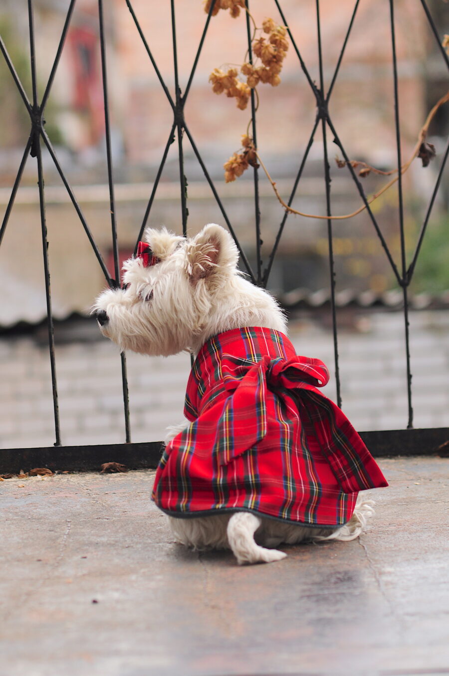 Westie in a scotish dress coat