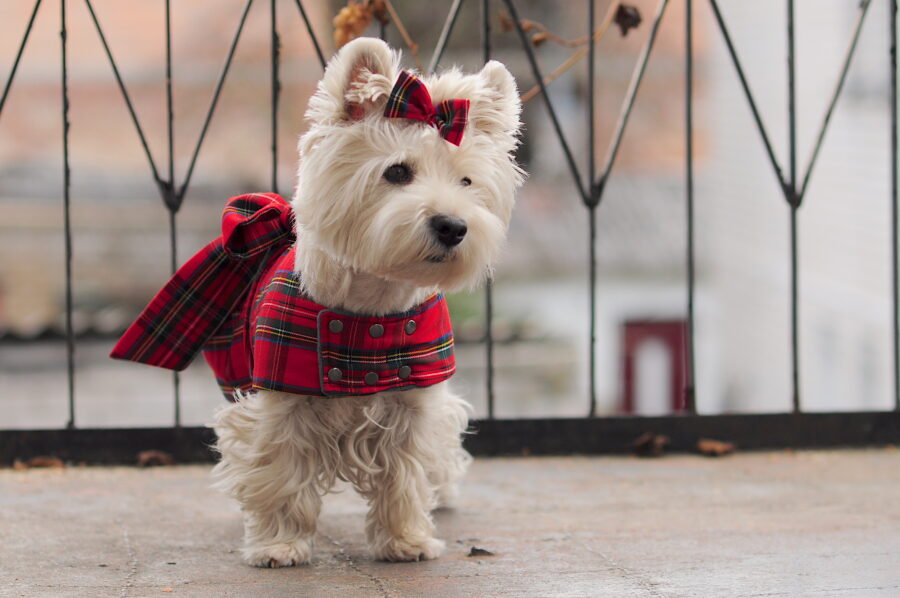 Westie in a scotish dress coat