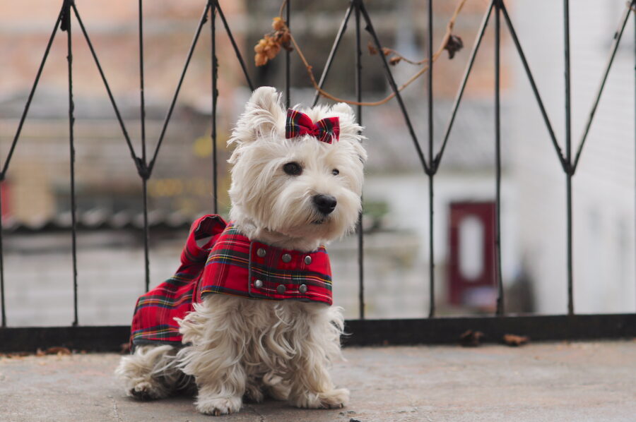 Westie in a scotish dress coat