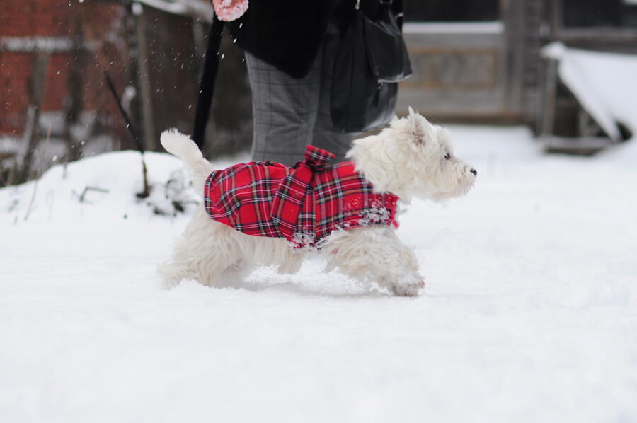 westie in a plaid dog dress coat in the snow