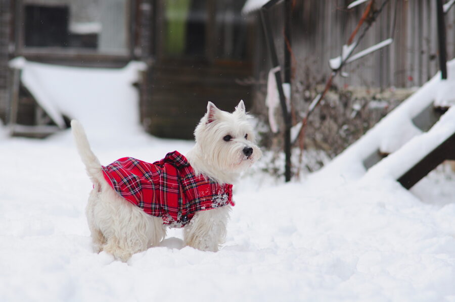 westie in a plaid dog dress coat in the snow