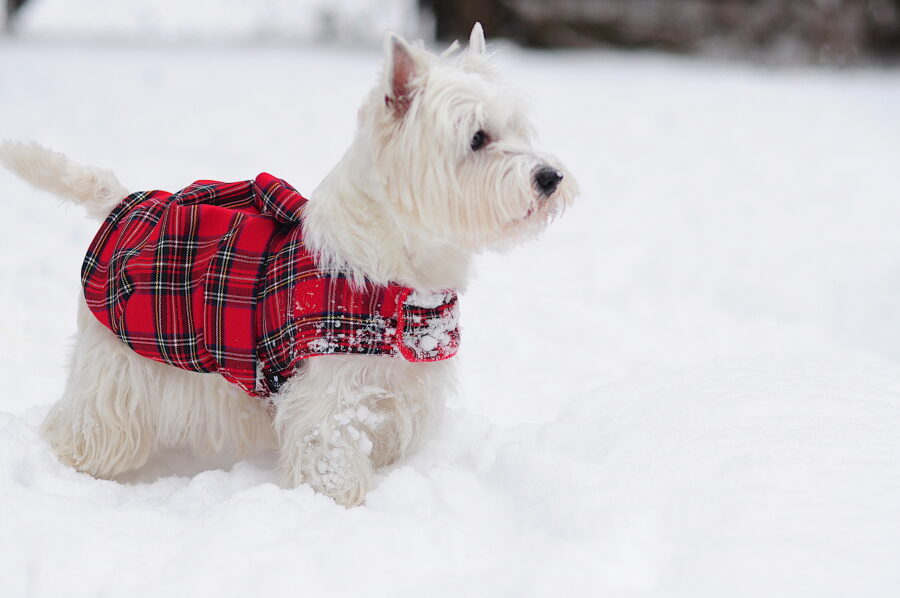 westie in a plaid dog dress coat in the snow